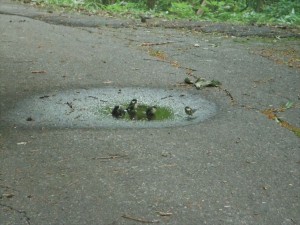 鳥の水浴び②_R